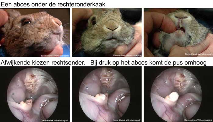 Een konijn met een abces door kiesproblemen